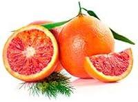 image:imageFruits amp Passion Cucina Sanguinelli Orange and Fennel Concentrated Dish Soap Detergent 169 fl oz Gentle Vegan Kitchen Liquid Dish Wash